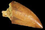 Serrated, Raptor Tooth - Real Dinosaur Tooth #102714-1